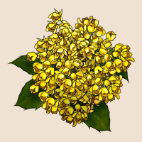Oregon Grape Flower Illustrations Urban Heavy Tee | Teevron