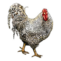 Dominique Rooster | Teevron