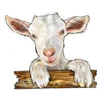 baby cashmere goat | Teevron