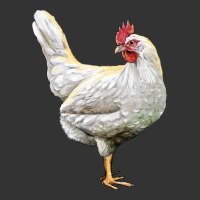 leghorn chicken | Teevron