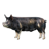 berkshire pig | Teevron