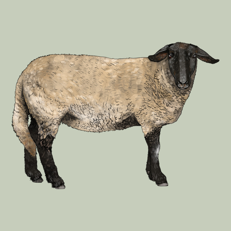 Suffolk Sheep Ladies Tee by LillyAllenDesigns | Teevron