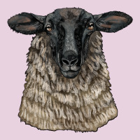 Suffolk Sheep Head Ladies Tee | Teevron