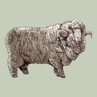 Rambouillet Sheep Ladies Tee | Teevron