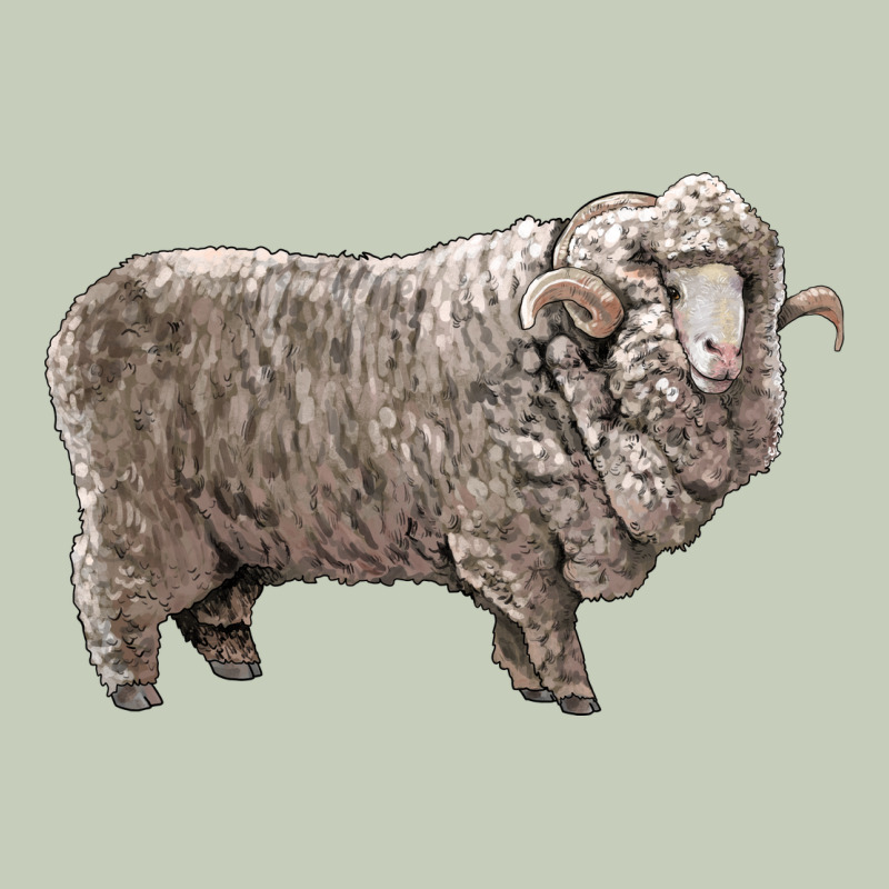 Rambouillet Sheep Ladies Tee by LillyAllenDesigns | Teevron