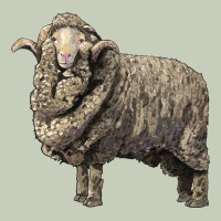 Merino Wool Sheep Ladies Tee | Teevron