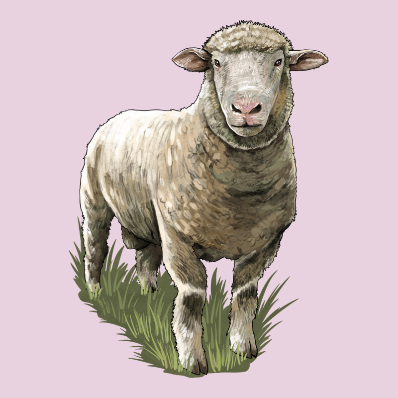 Dorset Sheep Ladies Tee by LillyAllenDesigns | Teevron
