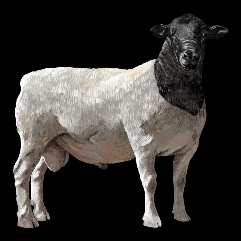 Dorper Sheep Ladies Tee by LillyAllenDesigns | Teevron