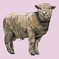 Southdown Sheep Ladies Tee | Teevron
