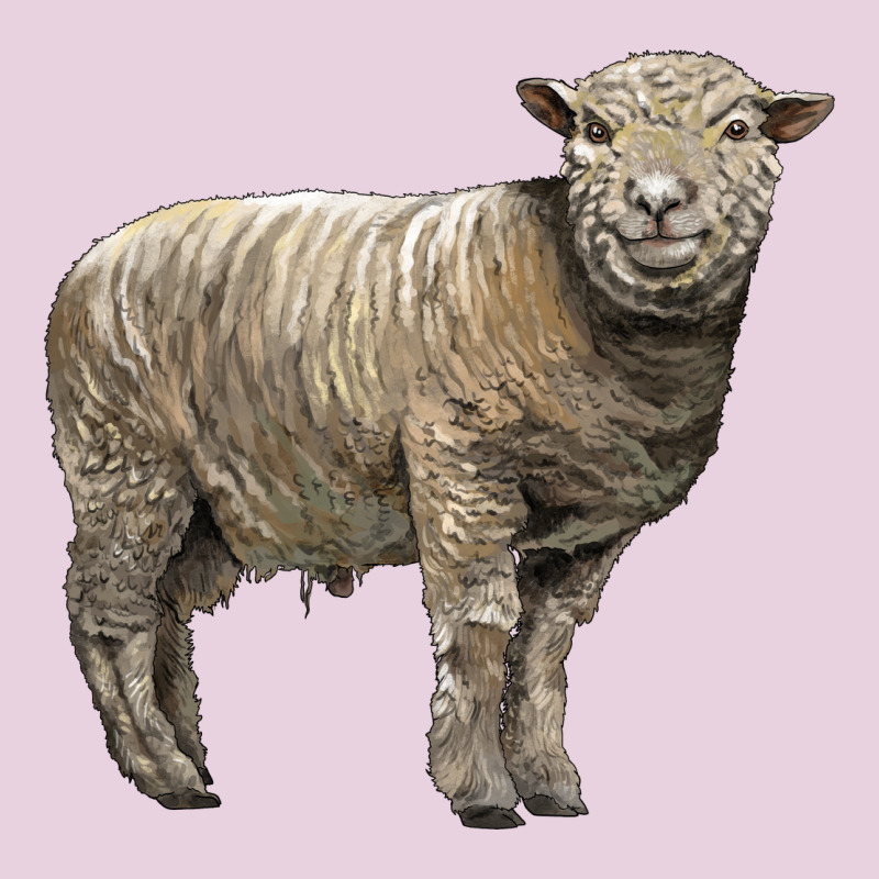 Southdown Sheep Ladies Tee by LillyAllenDesigns | Teevron