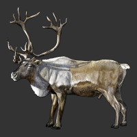 reindeer buck deer | Teevron