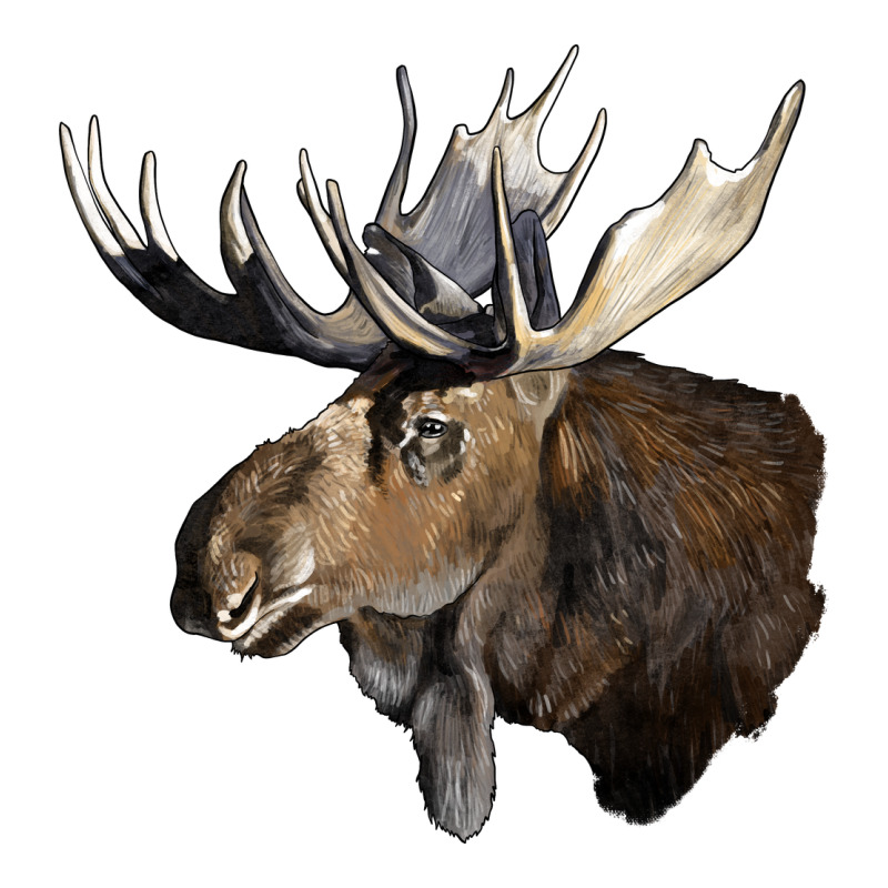Moose Buck Deer Head Ladies Tee by LillyAllenDesigns | Teevron