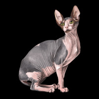 Sphynx Cat Ladies Tee | Teevron