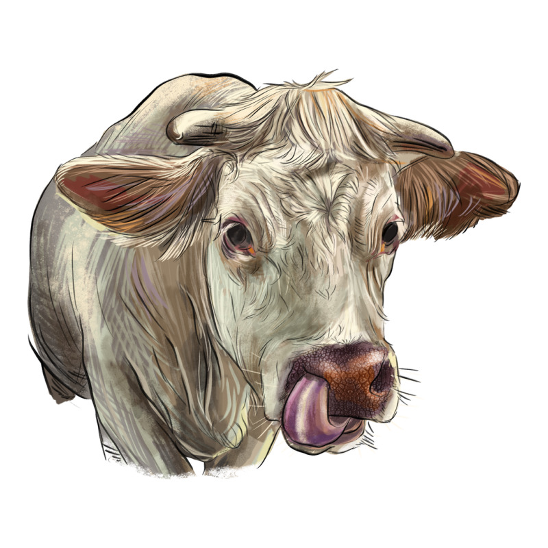 Charolais Cattle Face Ladies Tee by LillyAllenDesigns | Teevron