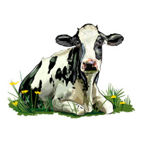 holstein cow sitting | Teevron