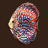Discus Fish Heavy Core Tee | Teevron