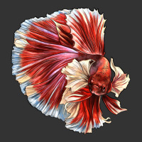 Betta Fish | Teevron
