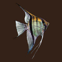 Angelfish Heavy Core Tee | Teevron