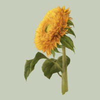 Teddy Bear Sunflower Ladies Tee | Teevron