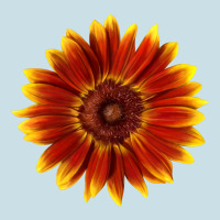 Little Becka Sunflower Ladies Tee | Teevron