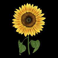 Giganteus Sunflower Ladies Tee | Teevron
