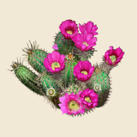 Strawberry Hedgehog Cactus Ladies Tee | Teevron