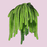 Selenicereus Cactus Ladies Tee | Teevron