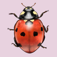 Lady Bug Ladies Tee | Teevron
