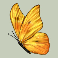Flying Cloudless Sulphur Butterfly Ladies Tee | Teevron