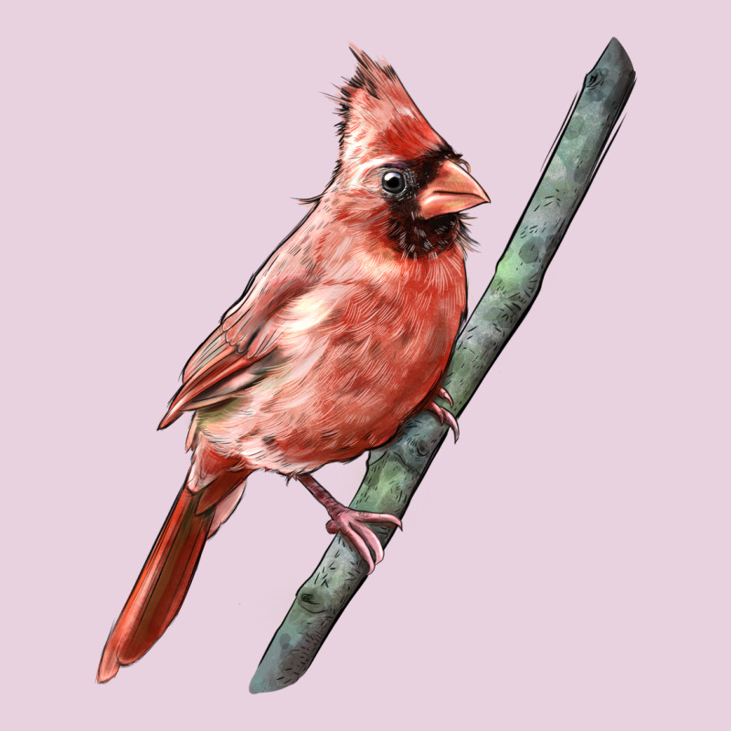 Northern Cardinal Bird Ladies Tee by LillyAllenDesigns | Teevron