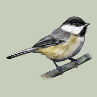 Black Capped Chickadee Ladies Tee | Teevron