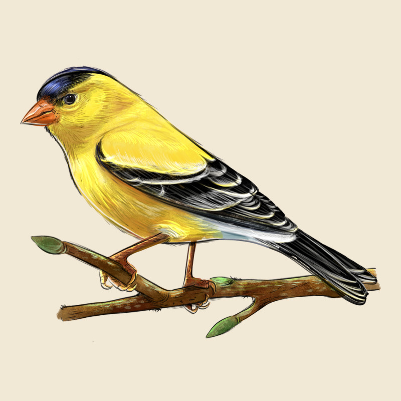 American Goldfinch Ladies Tee by LillyAllenDesigns | Teevron