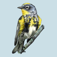 Yellow Rumped Warbler Ladies Tee | Teevron