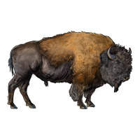 american bison body | Teevron