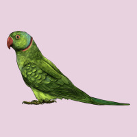 Ring Necked Parakeet Ladies Tee | Teevron