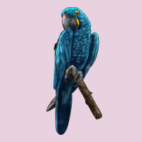 Hyacinth Macaw Ladies Tee | Teevron