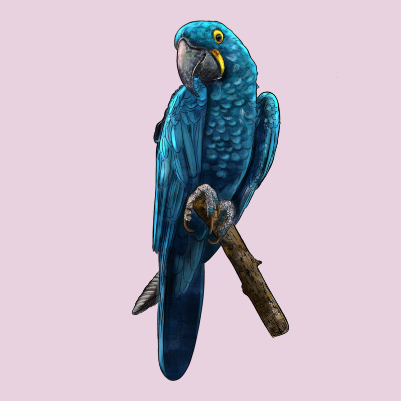 Hyacinth Macaw Ladies Tee by LillyAllenDesigns | Teevron