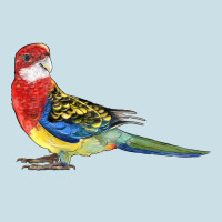 Rosella Bird Ladies Tee | Teevron