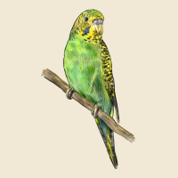 Budgeriar Bird Parrot Ladies Tee | Teevron