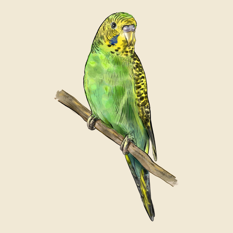 Budgeriar Bird Parrot Ladies Tee by LillyAllenDesigns | Teevron