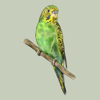 Budgeriar Bird Parrot Ladies Tee | Teevron