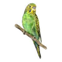 Budgeriar Bird Parrot | Teevron