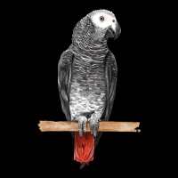 African Gray Parrot Bird Ladies Tee | Teevron