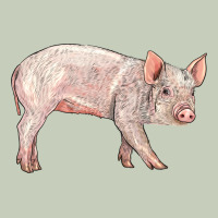American Yorkshire Pig  Baby Ladies Tee | Teevron