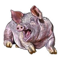Landrace Pig | Teevron