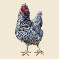 Dominique Chicken Ladies Tee | Teevron