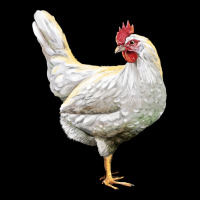 Leghorn Chicken Ladies Tee | Teevron