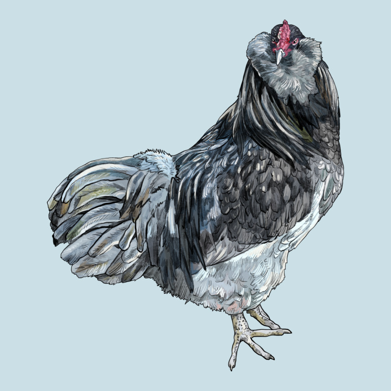 Ameraucana Rooster Ladies Tee by LillyAllenDesigns | Teevron