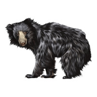 Sloth Bear Ladies Tee | Teevron