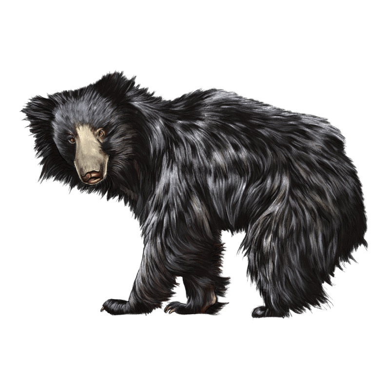Sloth Bear Ladies Tee by LillyAllenDesigns | Teevron